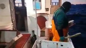 Промысловая ловля трески.  Как ловят профессионалы морской рыбалки