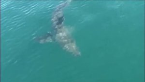 Погружение к белым акулам в ЮАР / Shark diving South Africa