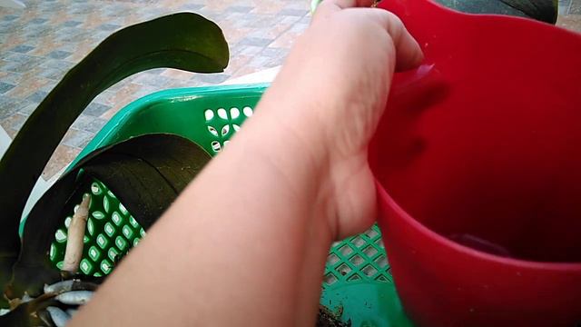 How to Check Repotted Phalaenopsis Orchids смотреть онлайн