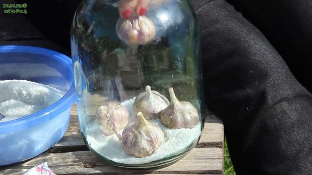 ОЧЕНЬ ПРОСТОЙ и НАДЕЖНЫЙ способ ХРАНЕНИЯ ЧЕСНОКА! Советы от ЗЕЛЕНОГО ОГОРОДА! смотреть онлайн