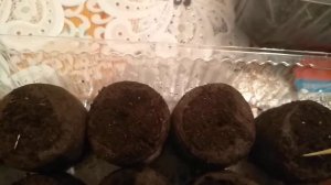 Посев земляники Королевы Елизаветы.