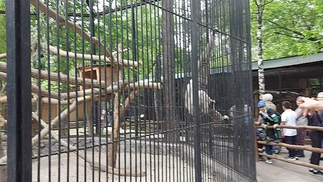 Обезьянки Новосибирский зоопарк