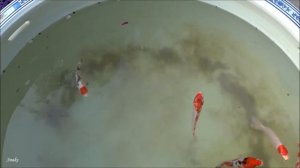 #15 Гуляем по центру ПЕКИНА. КИТАЙ. Еда, парки, хутун, рынок Ябаолу.