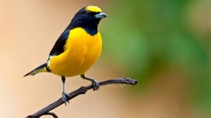 Tangara Común Canto - Purple Throated Euphonia Bird Song - Throated Euphonia - Euphonia Chlorotica