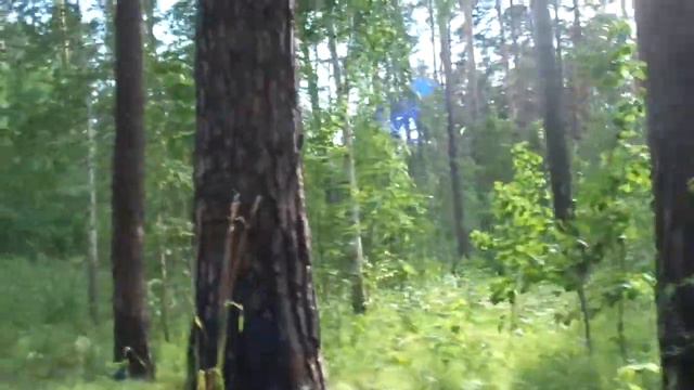 Прогулка в лесу с целью проверки. смотреть онлайн