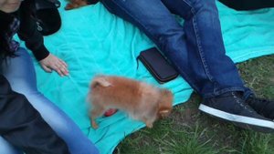 Той пудель и Померанский шпиц