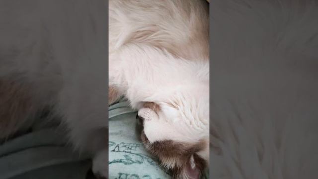 Взросление кота, от 0 до 18 месяцев