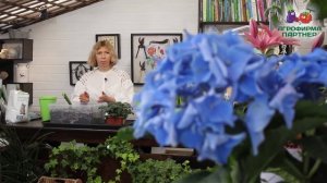 КРЕМНИЙ ДЛЯ РАСТЕНИЙ