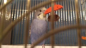 Видео прикол волнистый попугай грызёт колокольчик и играется