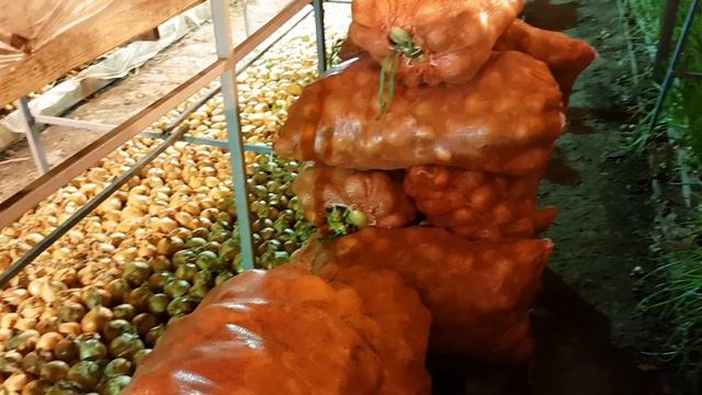 Высаживаю лук на перо "Банко". Ёмкость для замачивание лука. смотреть онлайн