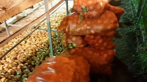 Высаживаю лук на перо "Банко". Ёмкость для замачивание лука.