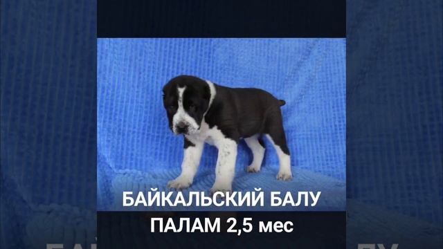 Щенки ПРОДАЮТСЯ