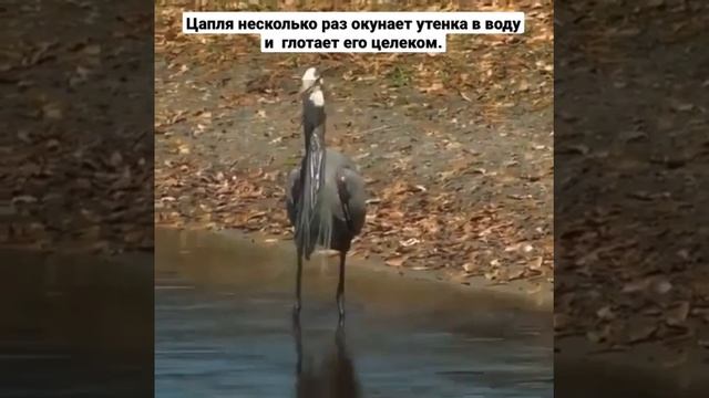 Цапля несколько раз окунает утенка в воду и глотает его целеком смотреть онлайн