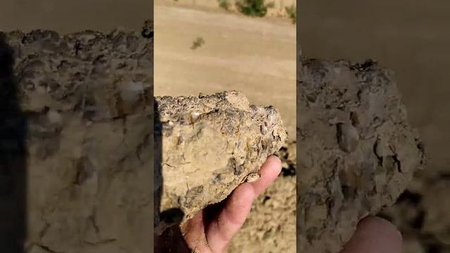 Зуб мамонта .Находки в карьере.