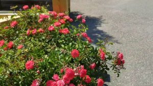 ROSA 'CORAL DRIFT' GROUNDCOVER ROSE