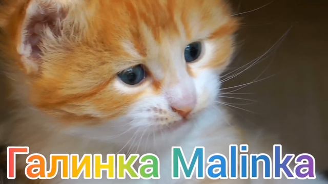 Ольга Уралочка live /Сердце кровью обливается /Обзор Влогов /Уралочка и Сафар /