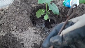 Посадка рассады огурцов в теплицу.