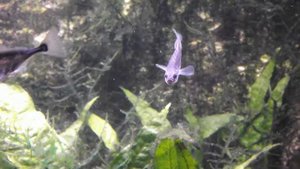 fishes Russia, Девятииглая колюшка Pungitius pungitius, Аквариумная рыбка, океанариум спб