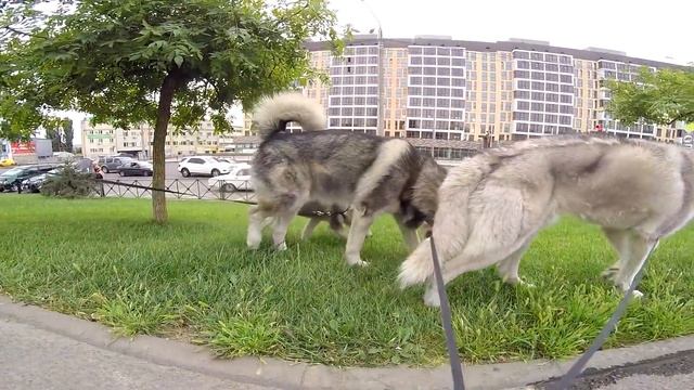 ЩЕНОК ПЕРВЫЙ РАЗ НА ПРОГУЛКЕ С ХАСКИ И МАЛАМУТОМ смотреть онлайн