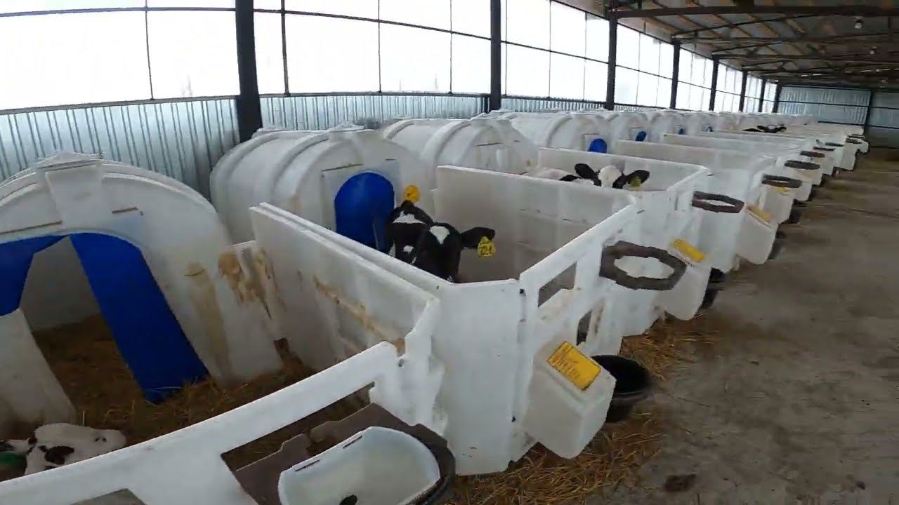 Построили новый телятник! Запускаем ферму с баранами! смотреть онлайн