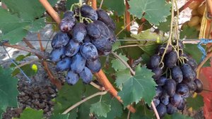 НОВИНКИ!!! ГФ Винограда РОЗОВАЯ ПАНТЕРА, ЧЁРНАЯ ПАНТЕРА (Калугин В.М.). 08.09.2023г.