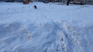 Жесты в дрессировке собак. Специально для тех кто соскучился по Акбару)))