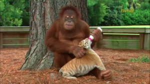 Невероятно трогательно, орангутанг нянчится с тигрятами!