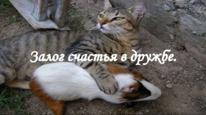 Поговорки и пословицы о дружбе