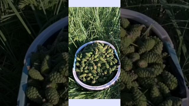 Собираем сосновые шишки#зеленаяаптека смотреть онлайн