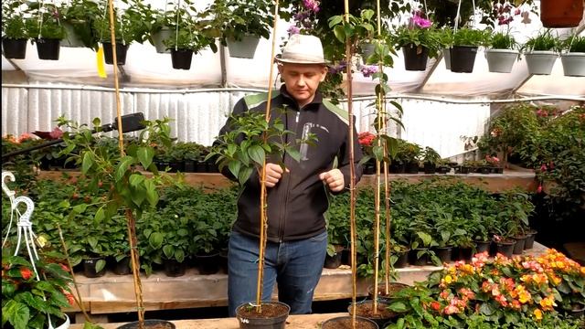 Фуксия штамбом. Формируем крону на штамбе. Фуксия плетеный штамб.