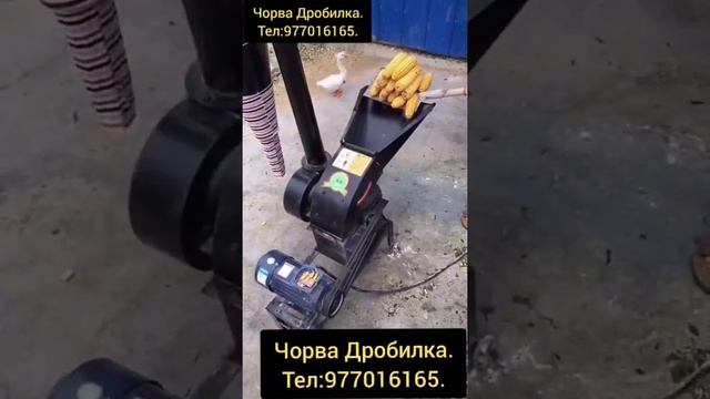 ЧОРВА ДРОБИЛКА СОТИЛАДИ.