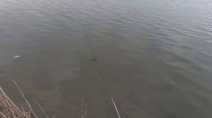 BLACK DRAGON - 1.98 0.5-5 грамм. работа по низам 2