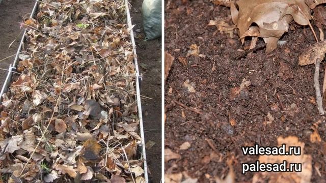 КАК ИСПОЛЬЗОВАТЬ ОПАВШУЮ ЛИСТВУ: УКРЫТЬ РАСТЕНИЯ И МУЛЬЧИРОВАНИЕ ГРЯДОК!