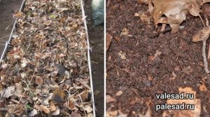 КАК ИСПОЛЬЗОВАТЬ ОПАВШУЮ ЛИСТВУ: УКРЫТЬ РАСТЕНИЯ И МУЛЬЧИРОВАНИЕ ГРЯДОК!