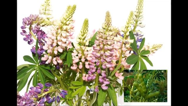 Цветок !? Кто знает его название?! Красивый цветок для цветника! смотреть онлайн