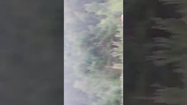 стадо коров (сементал +серо-украйнская порода) смотреть онлайн