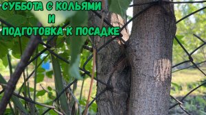 Суббота с кольями и подготовка к посадке