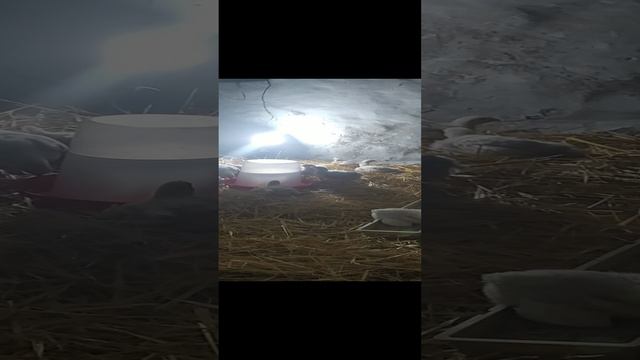 VID_20240823_192037.mp4