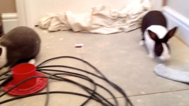 Bunny getting angry over sock! смотреть онлайн