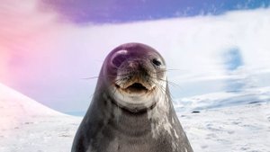Звук морского котика, какой звук издает морской котик, seal sound