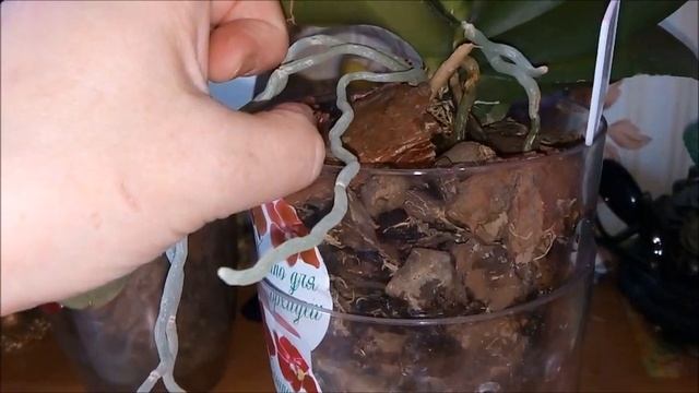 Ещё раз про полив орхидеи методом "Мокрые ножки" смотреть онлайн