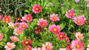 Быстрорастущие цветы, которые можно сажать в июне