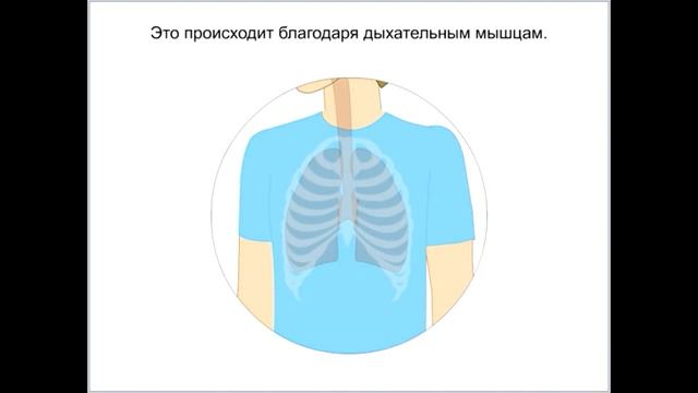 "Дыхательная система", Окружающий мир 4 класс ч.1, с.21-24, Школа XXI век. смотреть онлайн