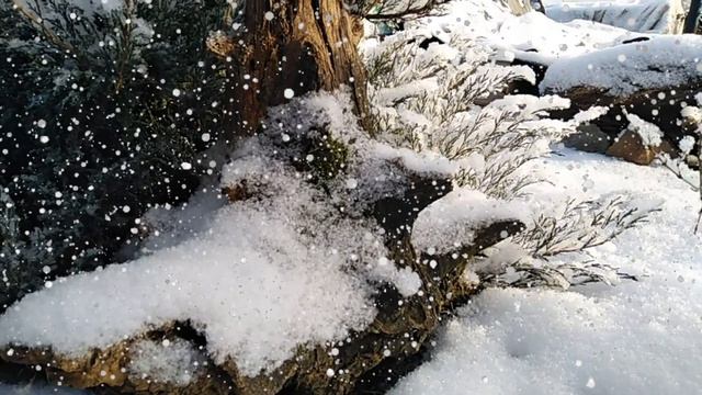Снежная и зимняя красота на дворе, декабрь 2020.#winterbeauty#зимняя красота