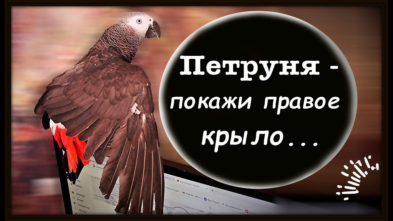 ПОПУГАЙ ВЫПОЛНЯЕТ КОМАНДЫTRAINING Parrot