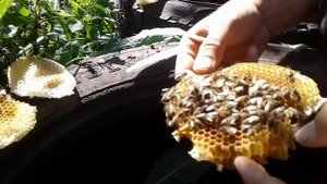 Пчелы в покрышке...необычный нуклеус))) или что это было?