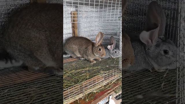 Погул крольчихи!!! #кролики#разведениекроликов#крольчиха смотреть онлайн