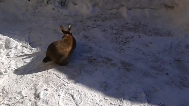 Кролик Прогулка по снегу смотреть онлайн