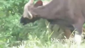 Tiger Hunts Large Gaur Тигр охотится на большего Гаура (быка)