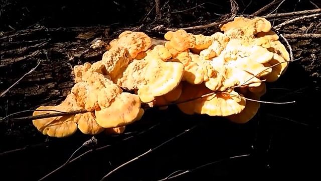 курочка на дереве, очень вкусный гриб смотреть онлайн